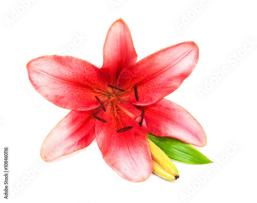 Pink lily isolated