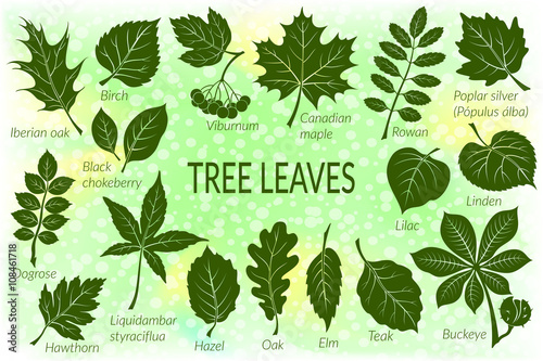 Pictograms Tree Leaves, Dogrose, Oak, Iberian Oak, Maple, Liquidambar, Hawthorn, Poplar Silver, Hazel, Elm, Birch, Linden, Rowan, Chestnut, Buckeye, Viburnum, Chokeberry, Lilac and Teak. Eps10 Vector photo