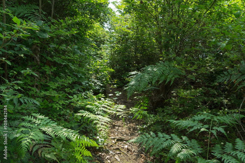 Forest trees. nature green wood sunlight backgrounds Forest trees. nature green wood sunlight backgrounds