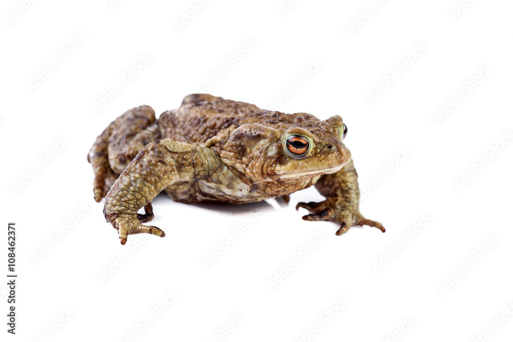 Fototapeta premium Frog or Common toad or european toad (Bufo bufo)