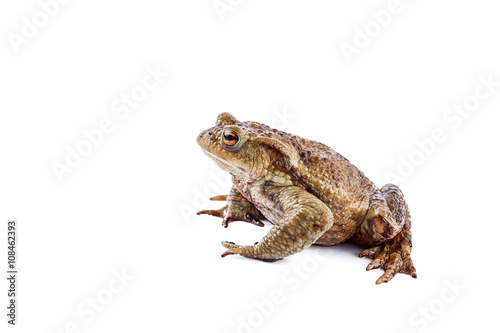 Frog or Common toad (Bufo bufo)