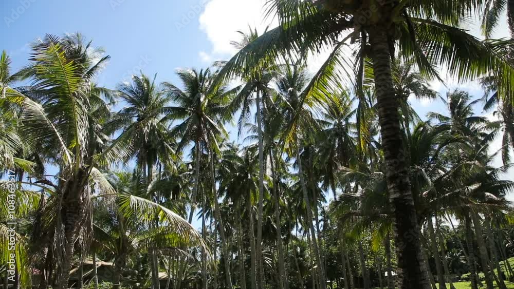 grove of coconut trees on a sunny day in camiguin island,Philippines.Coconut plantation under the blue sky and clouds.Travel concept grove of coconut trees on a sunny day in camiguin island,Philippines.Coconut plantation under the blue sky and clouds.Travel concept