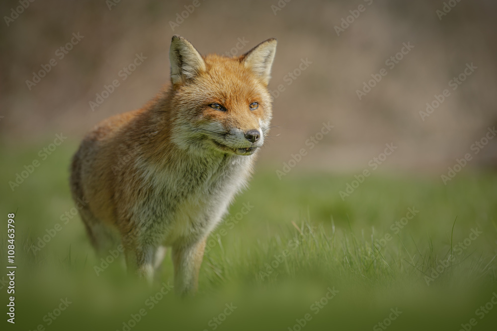 Country fox