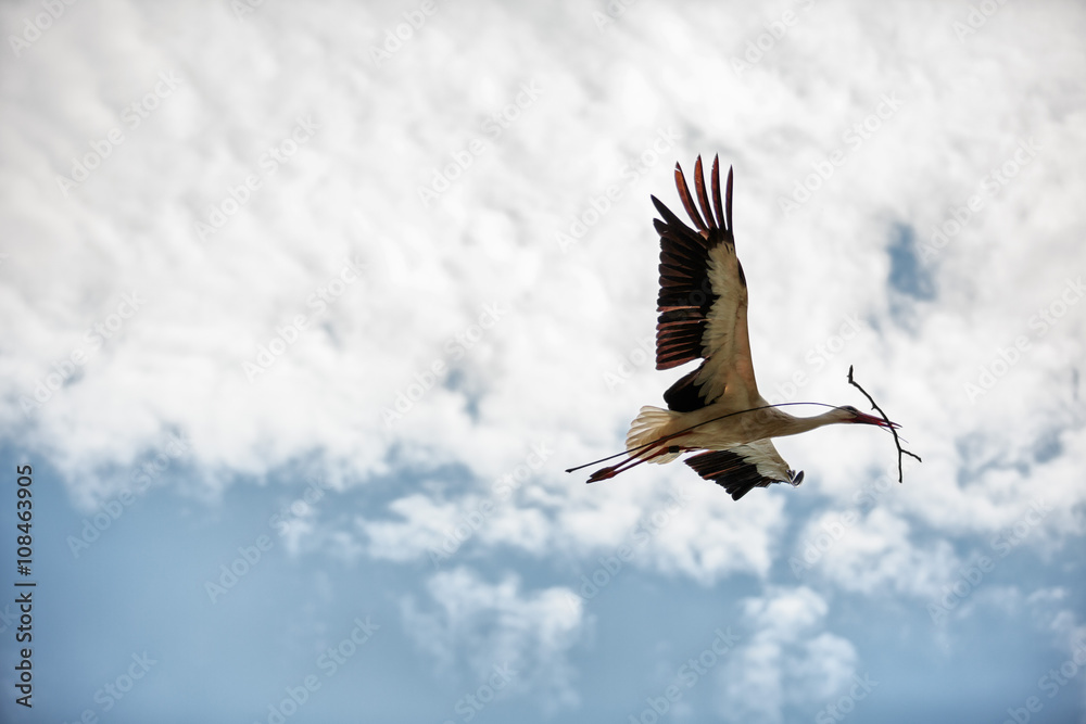 Fliegender Storch mit Nestmaterial im Schnabel Fliegender Storch mit Nestmaterial im Schnabel
