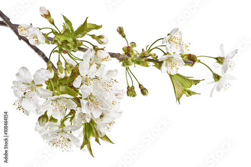  Gałązki czereśni z białymi kwiatami na białym tle. Wiosenne kwitnące gałązki czereśni z bliska. 