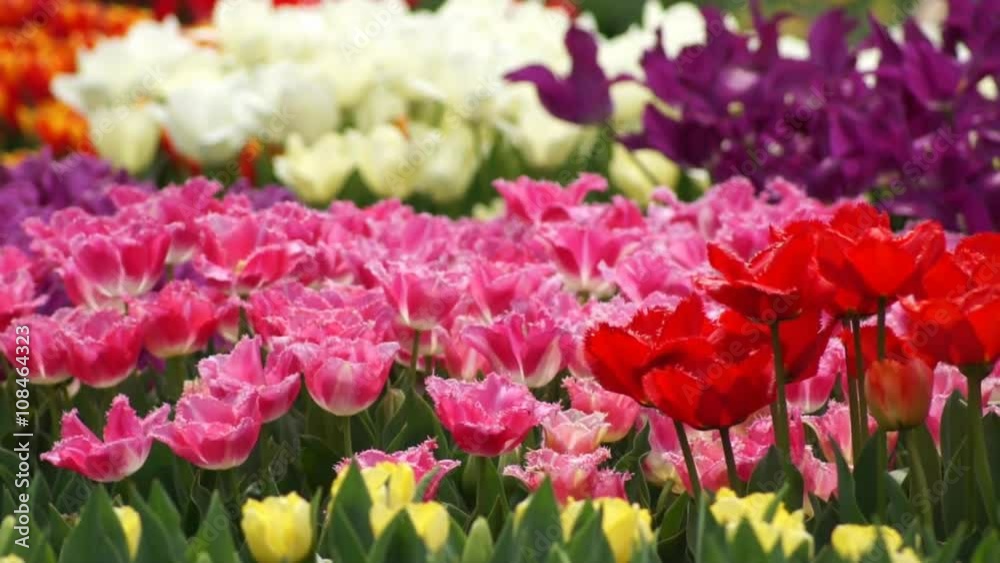 FlowerTulip FlowerTulip