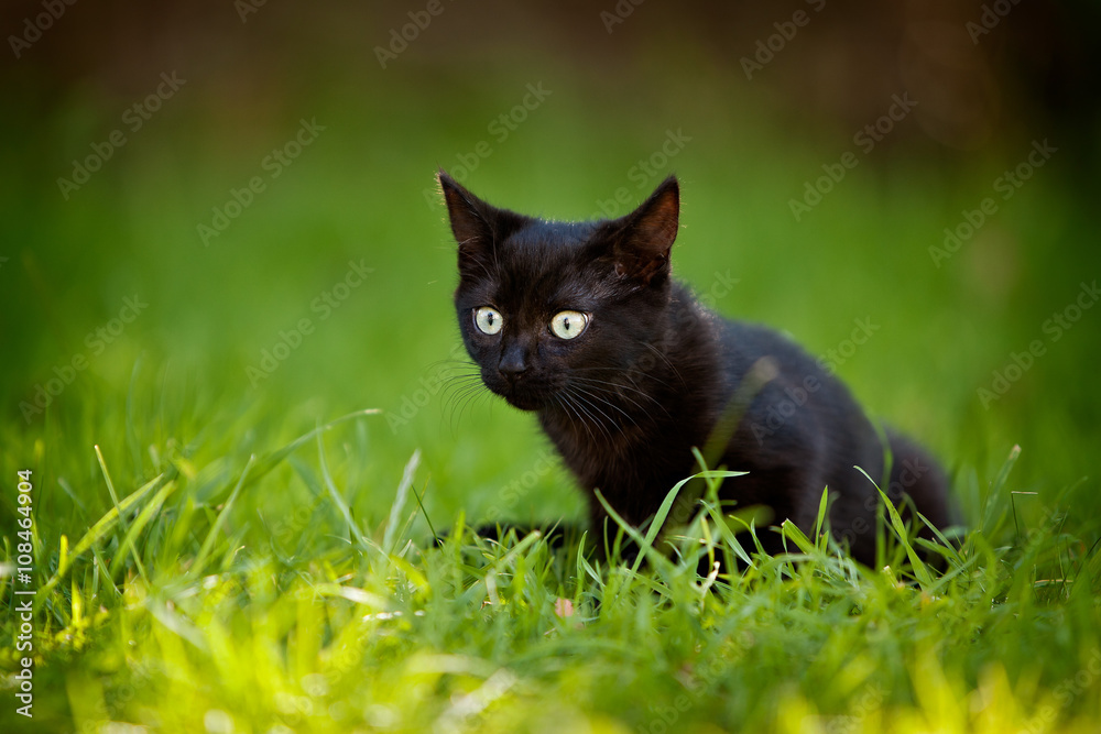 Black kitten sitting in grass in the garden with wide eyed expression.