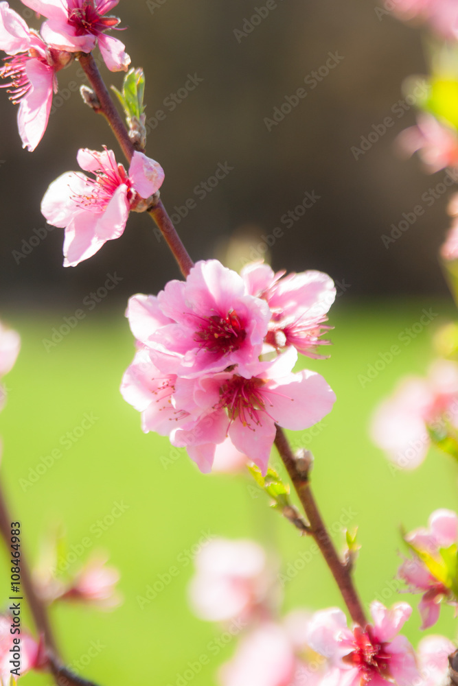 Fototapeta premium fleurs de pêcher