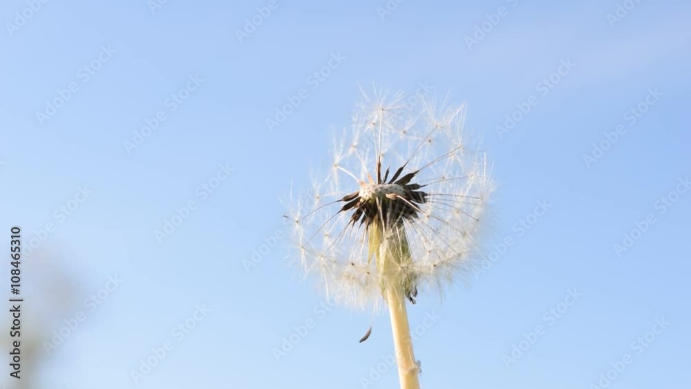 Primavera Taraxacum officinale