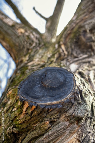 Chopped off trunk branch tree