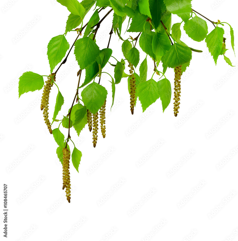 Fototapeta premium young branch of birch with buds and leaves , isolated