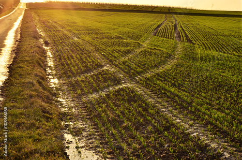 Summer Field 3