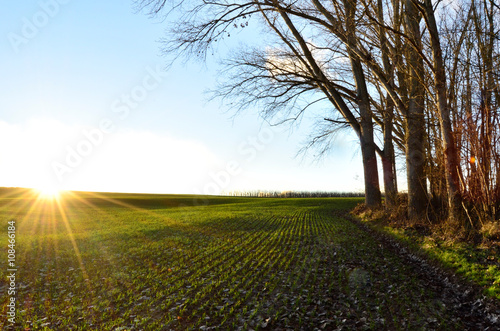 Summer Field 2
