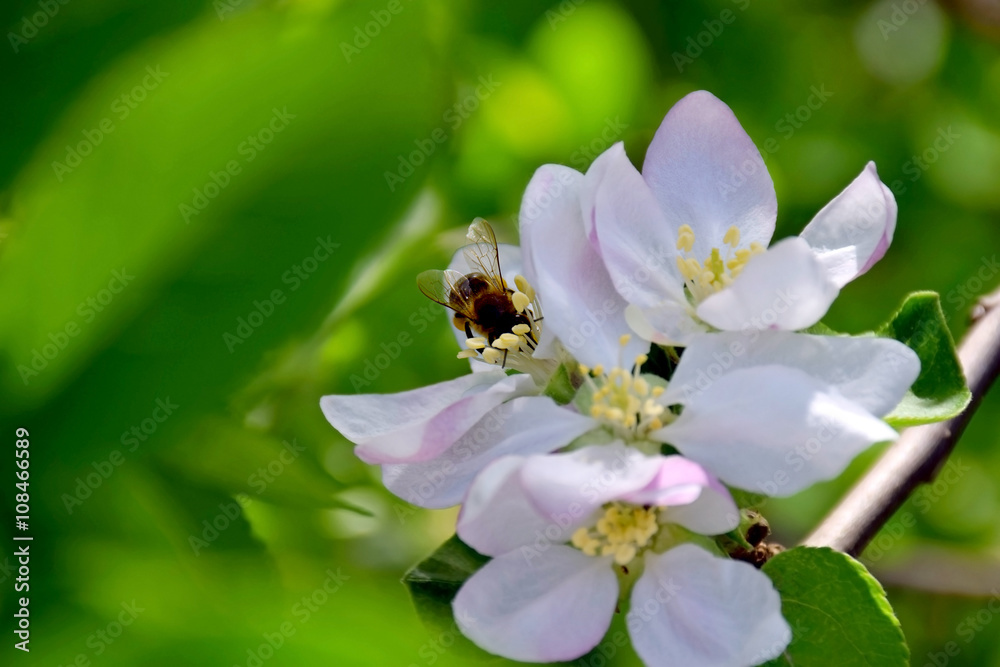 Young bee collects pollen from flowers of apple. Young bee collects pollen from flowers of apple.