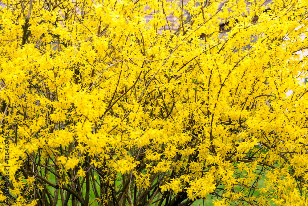 Forsythia / yellow Forsythia bush Forsythia / yellow Forsythia bush