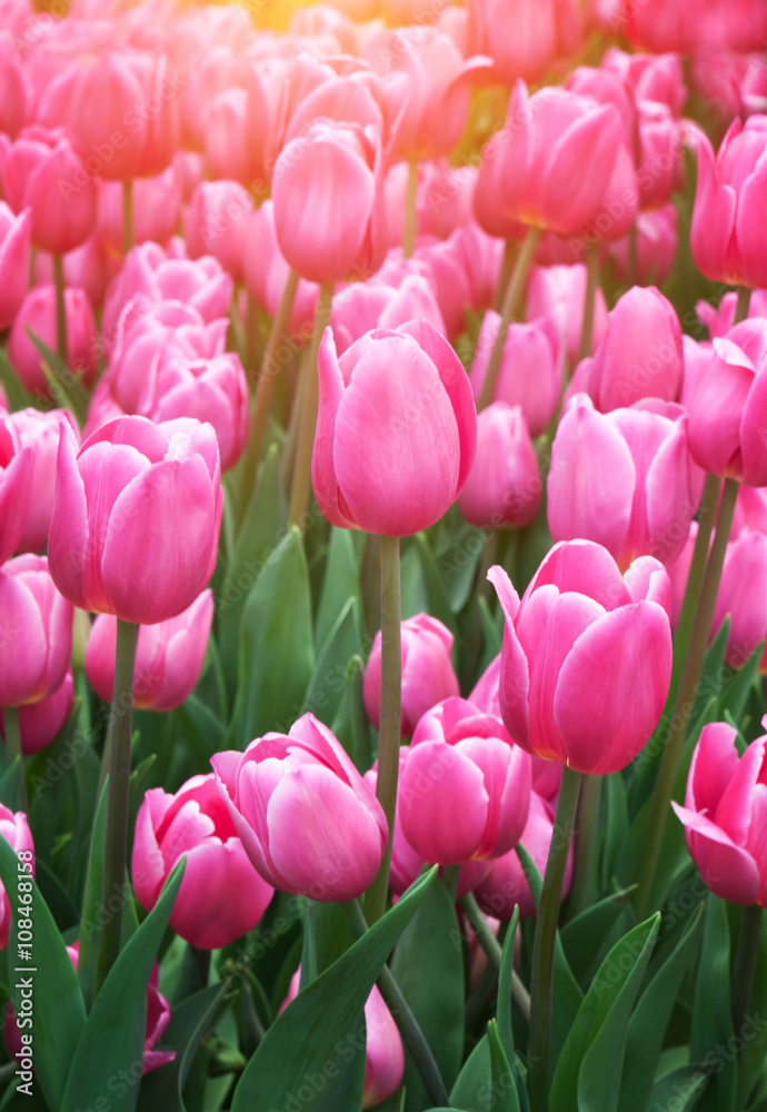 Garden tulips Garden tulips