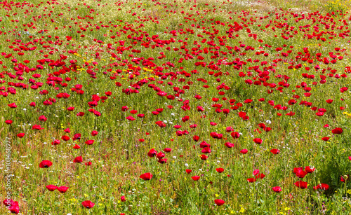 blooming poppy field
