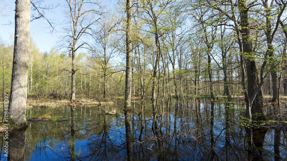 forêt de Fontainebleau inondée