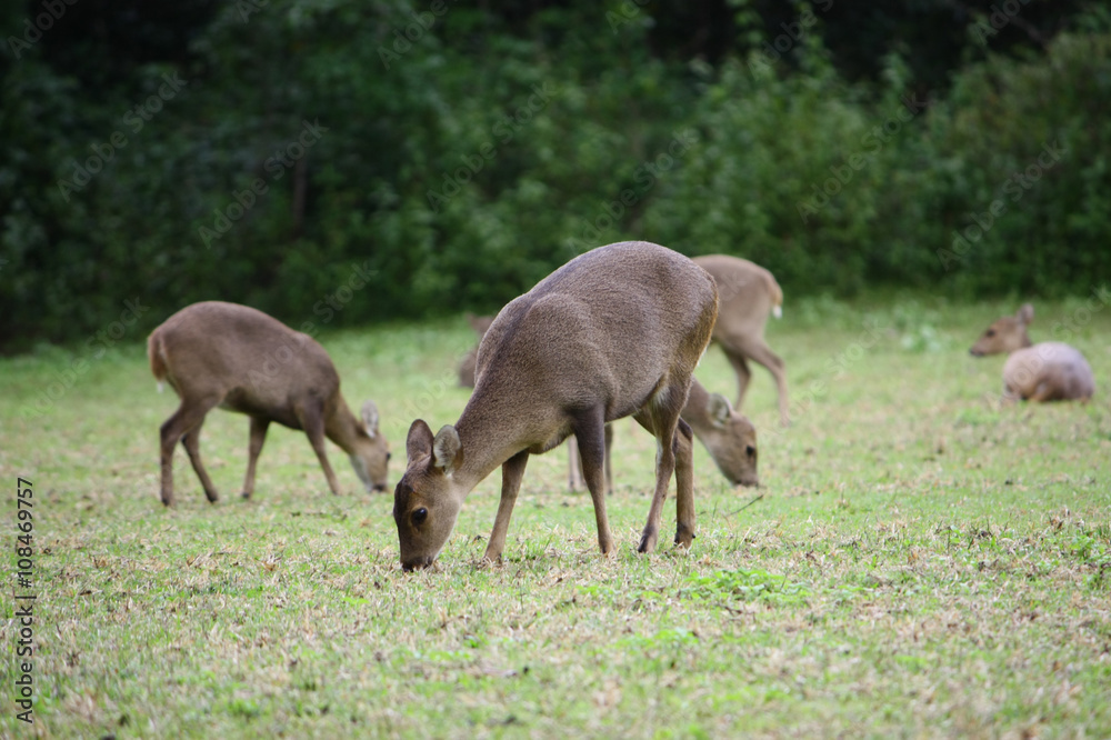 deer eating grasses in the nature