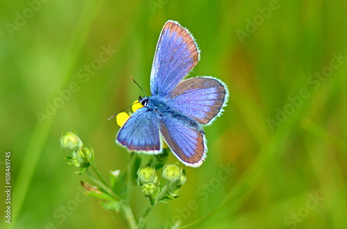 beautiful butterfly on a flower © Sergej Ljashenko