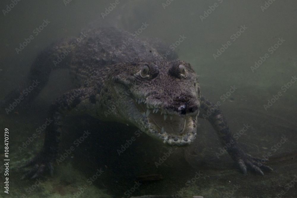 Fototapeta Crocodylus niloticus or Nile crocodile