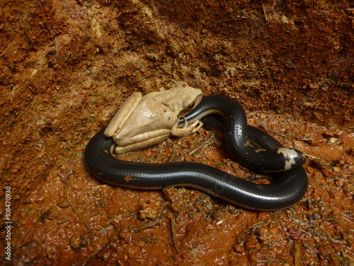 
Blind snake caught with frog in the hole in the ground. Amazonas, Brasil
 photo