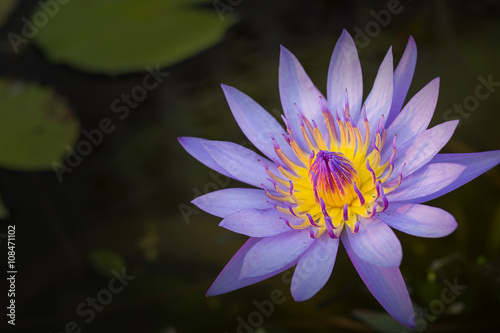 the purple lotus in the pond