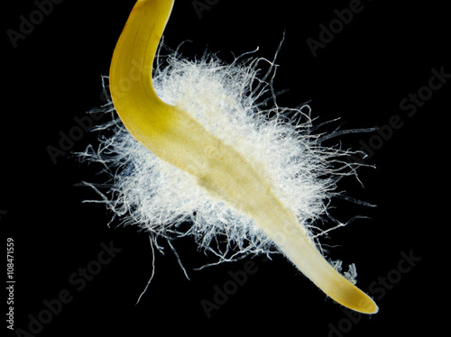 Fotografie, Tablou Chili pepper (Capsicum annuum) seedling root hair
