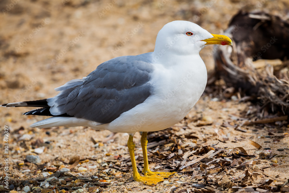 Obraz premium Standing seagull