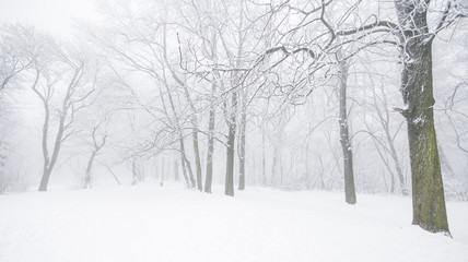 Tableau sur plexiglas Hiver Scène hivernale paisible avec arbres givrés  © Horváth Botond