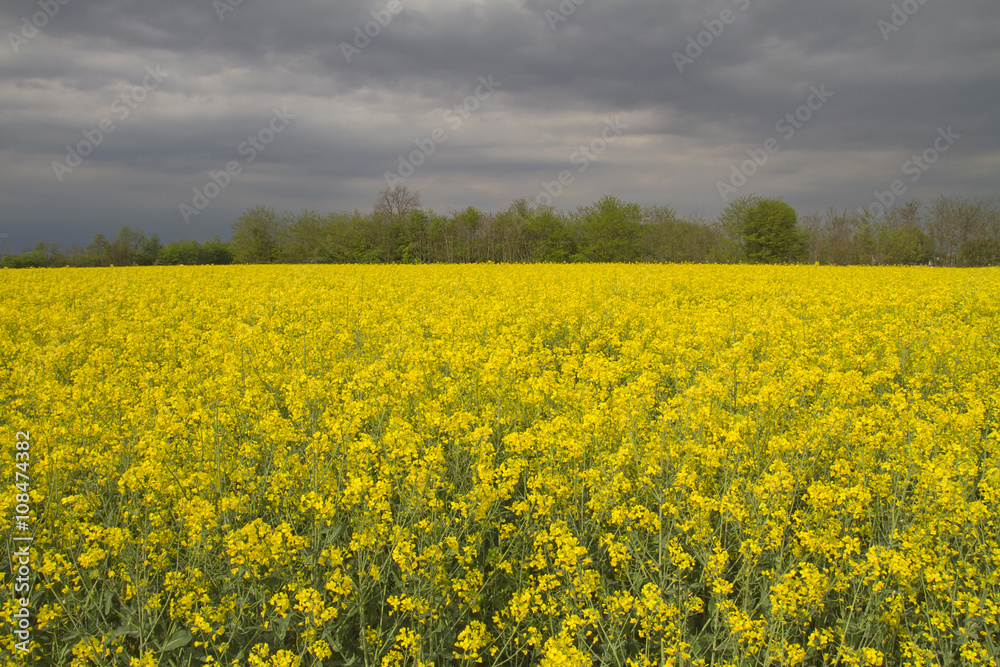 fiore colza flower rape