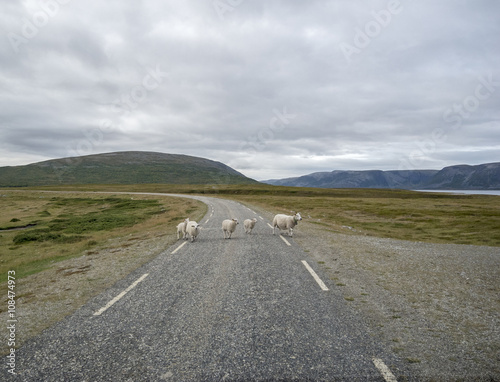 Schafe unterwegs/ Schafe auf einer einsamen Strasse am Fjord in Norwegen