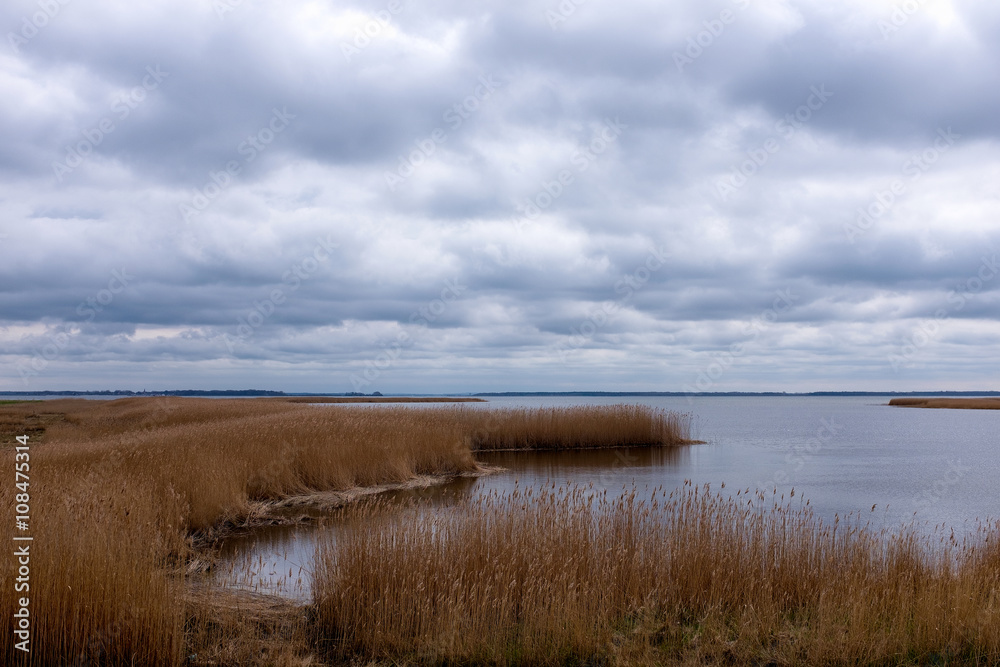 Reed at Hiddensee Bodden/Baltic Sea in Mecklenburg-Vorpommern, Ruegen,Germany
