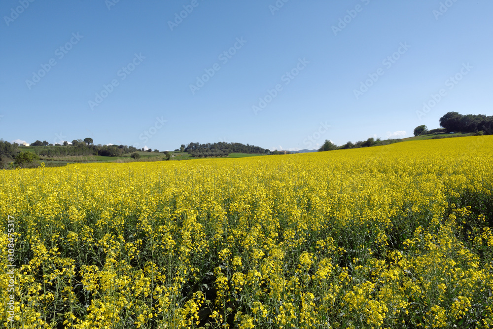 Canola fields in the Ampurdan, near Monells, Girona province, Ca