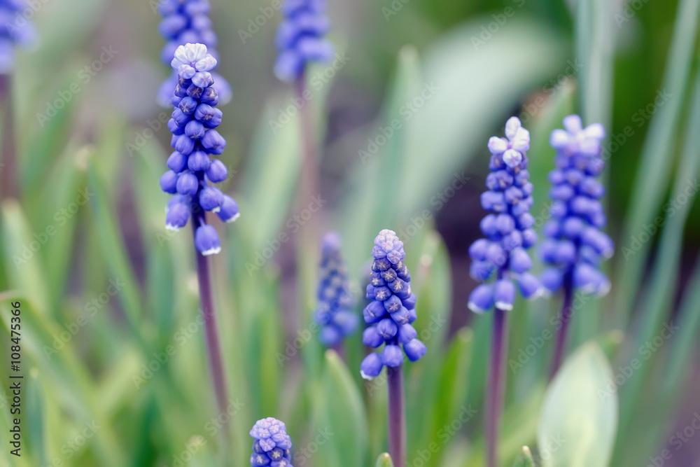 Fototapeta premium .Muscari flowers bloom in the spring garden.Focus.