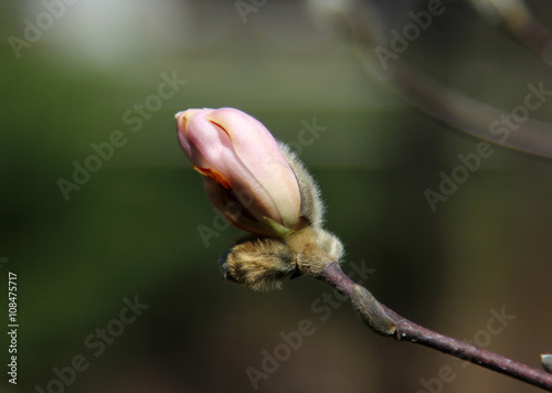 A Magnolia bud in spring with an insect with copy space, selective focus.