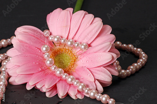 Fototapeta Naklejka Na Ścianę i Meble -  A wet pink Gerber Daisy with pearls on a grey background.