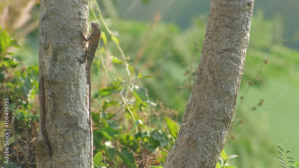 a lizard is bathing the sun light in the morning on the tree a lizard is bathing the sun light in the morning on the tree