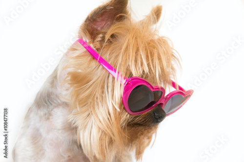 Yorkshire terrier wearing sunglasses heart shaped on a white background © Glamy