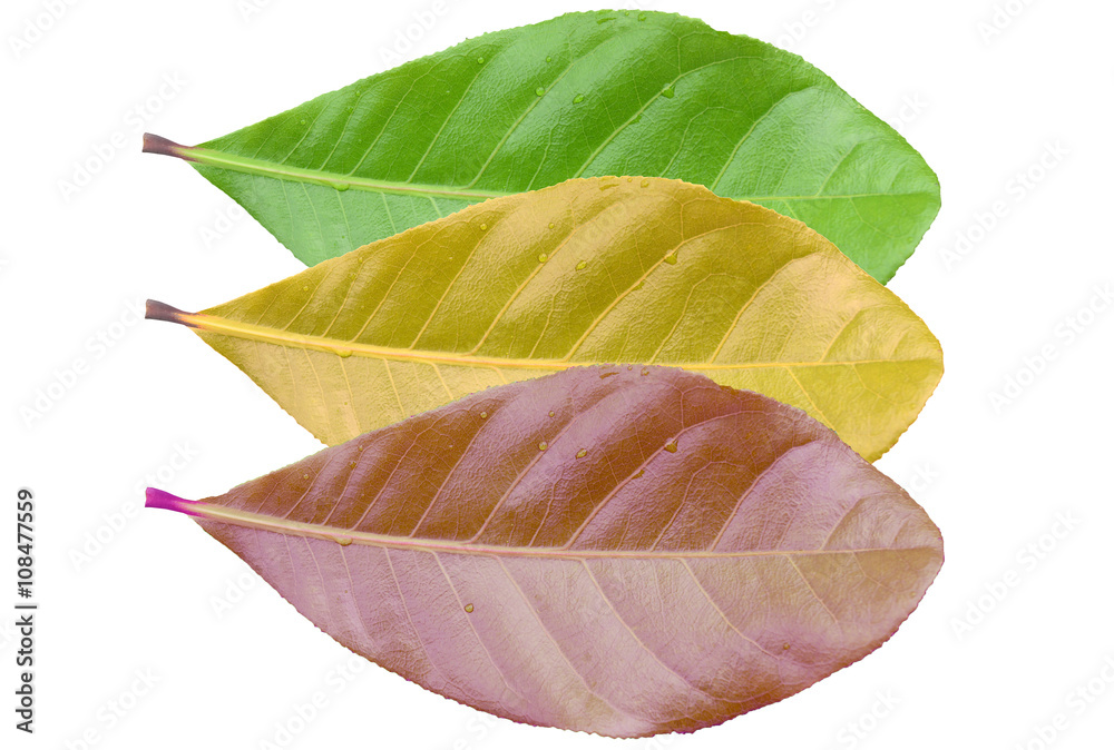 Obraz premium season change of leaves isolated on white.