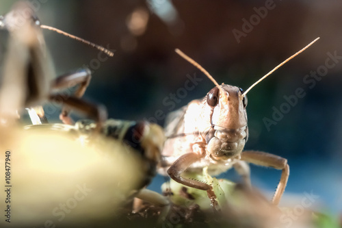portrait of locusts