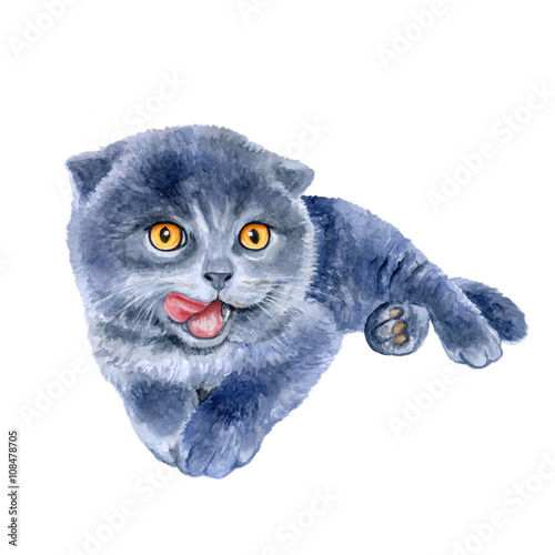 Watercolor portrait of scottish fold cute kitten lick oneself isolated on white background. Hand drawn sweet home pet. Bright colors, realistic design. Greeting card design. Clip art. Place for text
