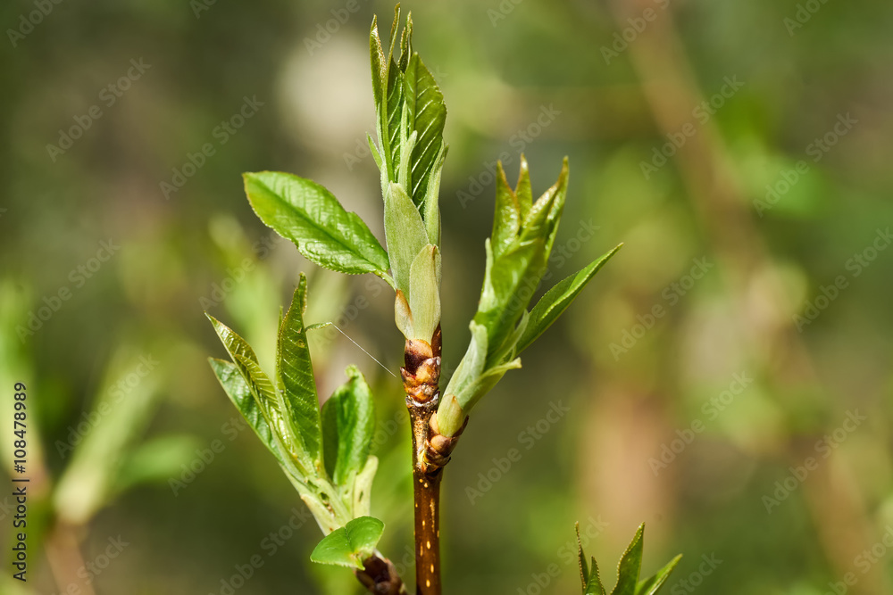 first green spring buds and leaf first green spring buds and leaf