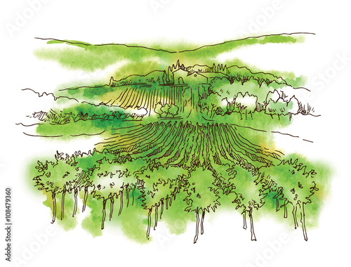 Hand drawn sketch grape fields and vineyards.