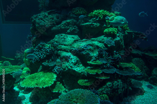 coral reef with hard corals   underwater