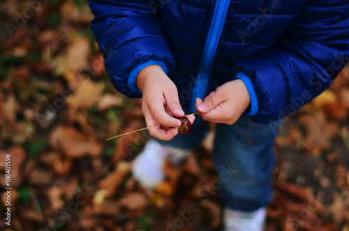 Chestnut in a child's hand