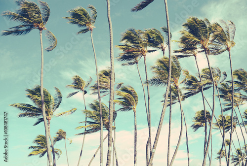 Retro Vintage Hawaii Palm Trrees In The Wind photo