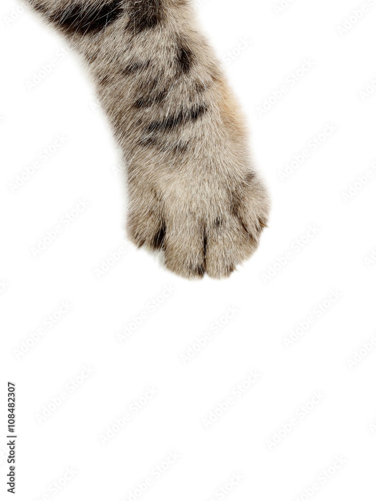 Obraz premium Cat paw on the white background