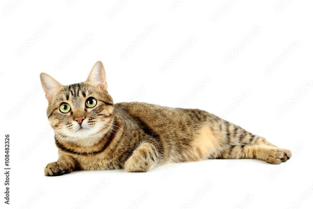 Beautiful cat isolated on white