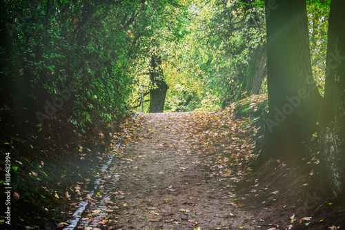 Forest path in autumn